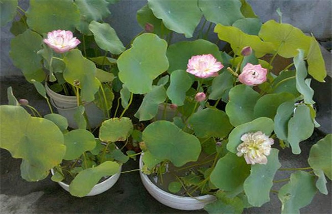 碗莲 种植 方法