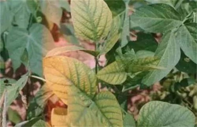 大豆缺素症状及防治方法