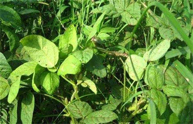 大豆缺素症状及防治方法