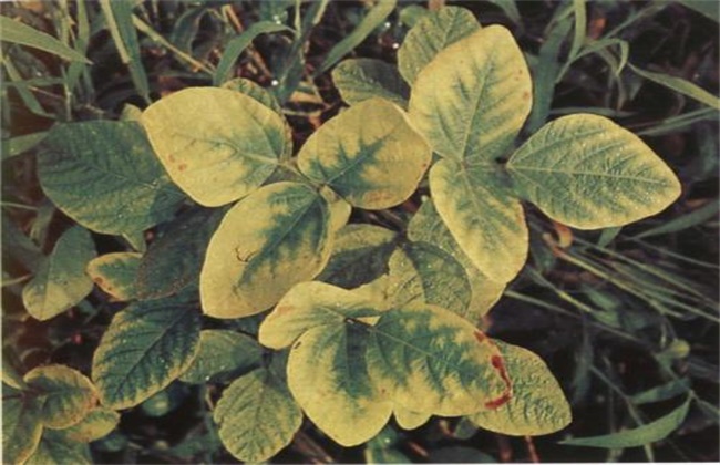 大豆缺素症状及防治方法