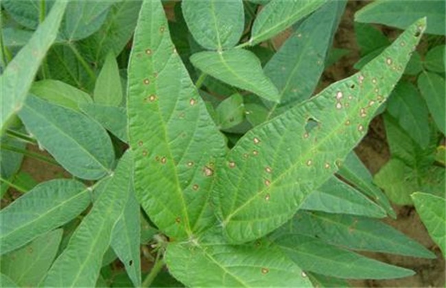 大豆缺素症状及防治方法