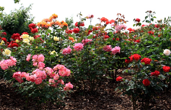 月季花 养殖 方法