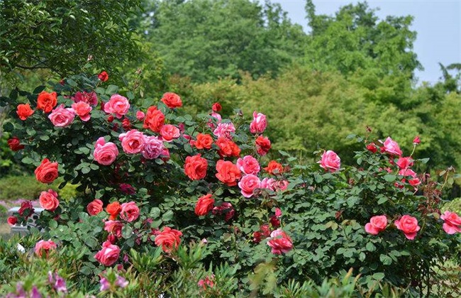 月季花 养殖 方法