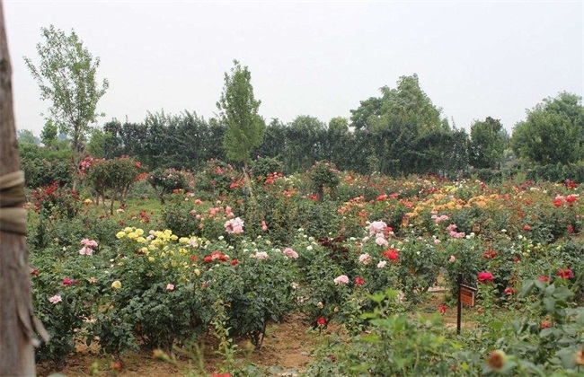 月季花 养殖 方法