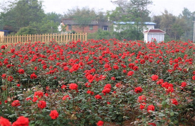 月季花 养殖 方法