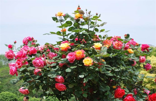 月季花 养殖 方法