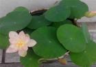 碗莲种植方法
