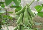 大豆花荚期管理要点