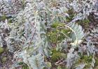 石斛种植条件