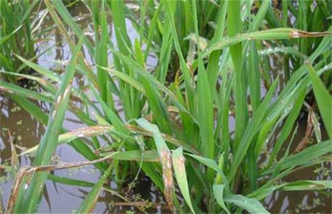 水稻药害症状及防治方法