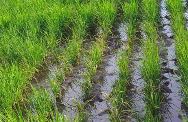 水稻肥害症状及防治措施