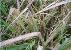 水稻药害症状及防治方法
