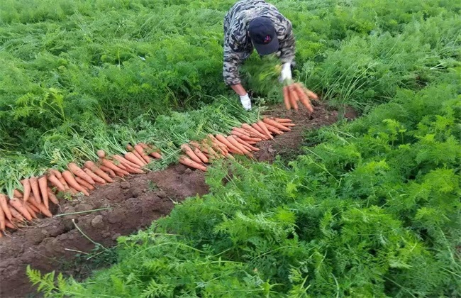 胡萝卜 种植 技术