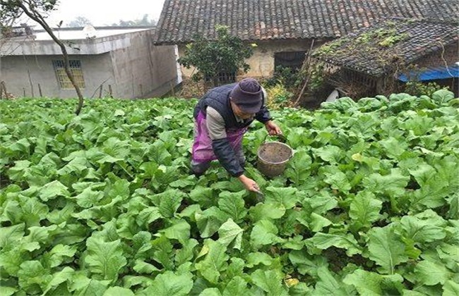 春菜的种植时间和方法