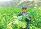 娃娃菜不包心的原因及应对措施