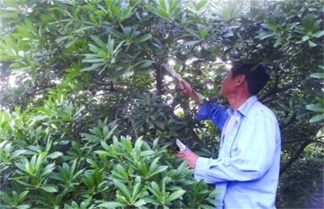 杨梅的修剪时间和方法