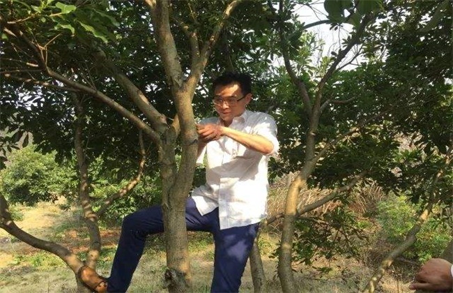 杨梅的修剪时间和方法