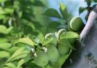 杏树花果期管理要点