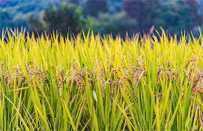 水稻穗发芽原因及预防方法