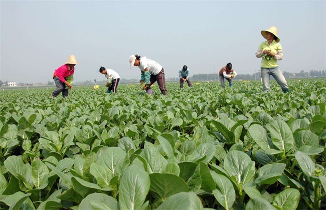 无公害蔬菜 栽培 技术