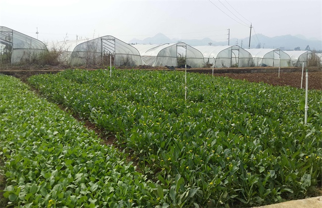 无公害蔬菜 栽培 技术