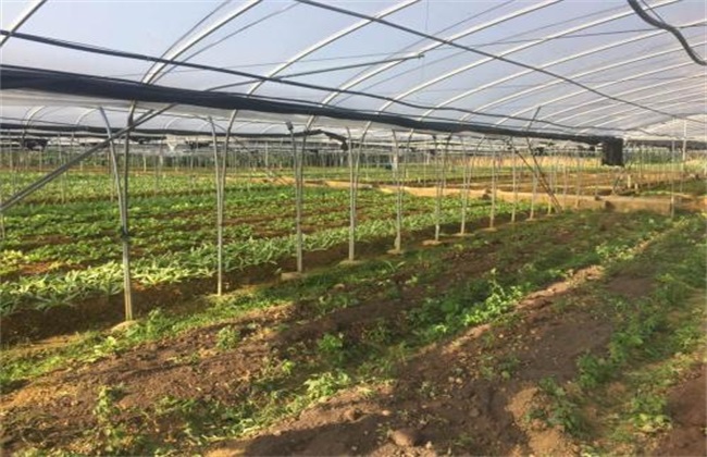 无公害蔬菜 栽培 技术