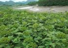 吴茱萸繁殖方法