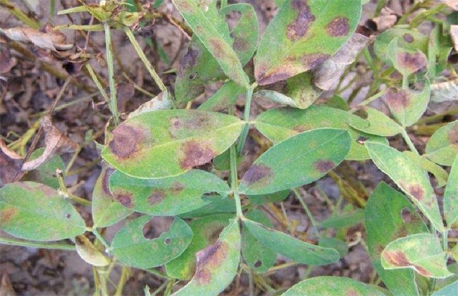 花生焦斑病 症状 防治