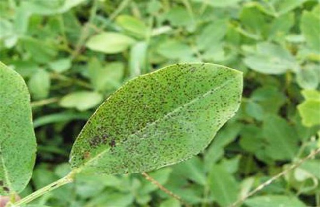 花生焦斑病 症状 防治