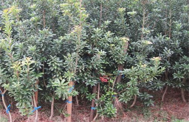 杨梅 繁殖 方法