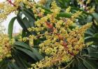 芒果花期管理要点