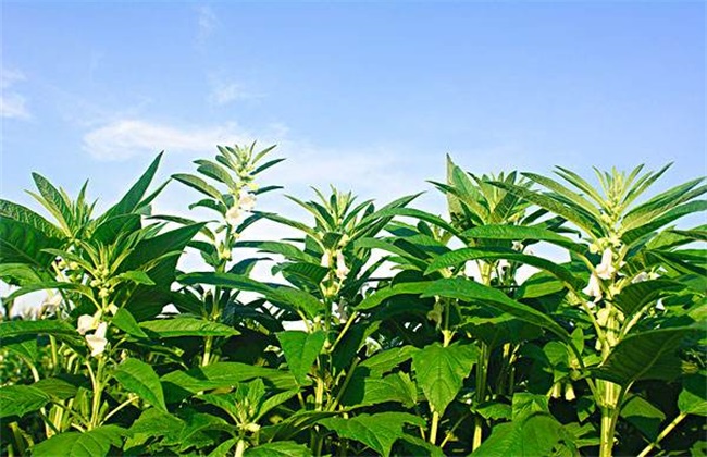 芝麻 高产 田间管理