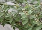 蔓荆子种植效益分析