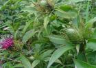 白术种植效益怎么样