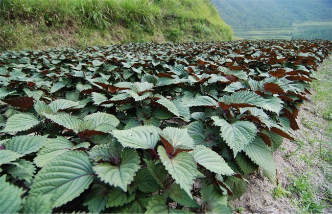 紫苏 田间管理 要点