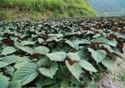 紫苏田间管理要点