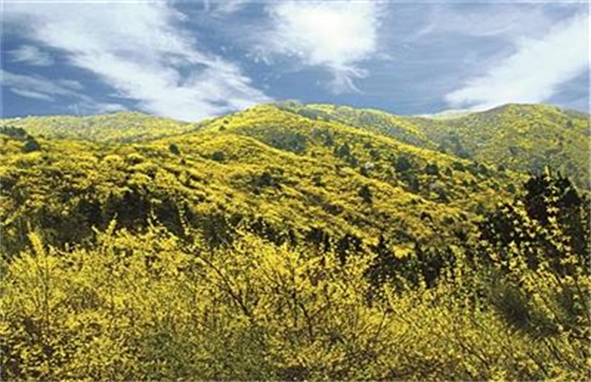 连翘种植效益