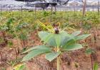 重楼种植效益