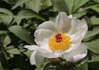 白芍种植效益分析