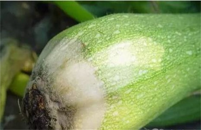 西葫芦烂瓜原因及防治方法