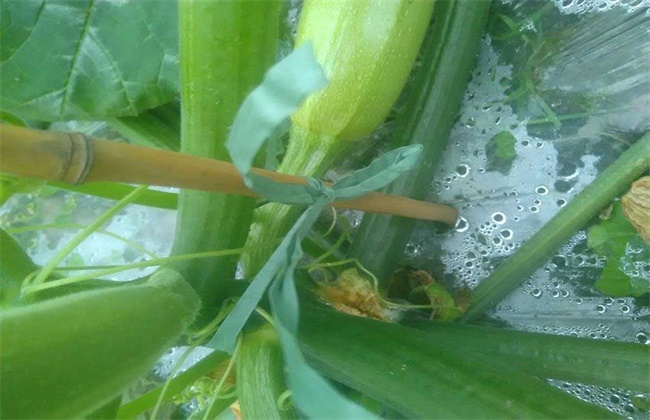西葫芦烂瓜原因及防治方法