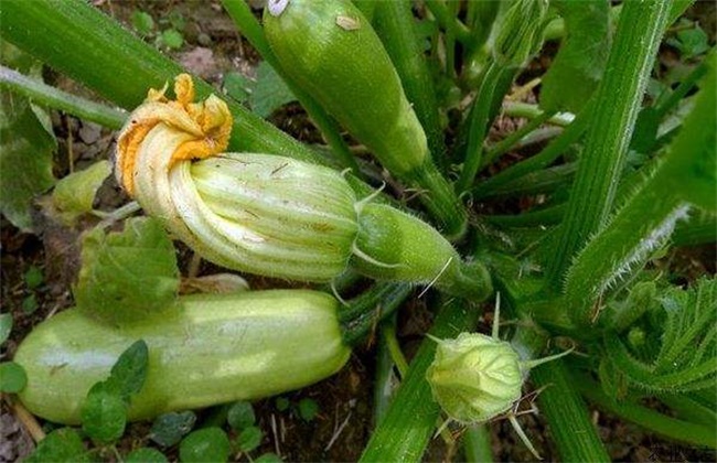 西葫芦烂瓜原因及防治方法