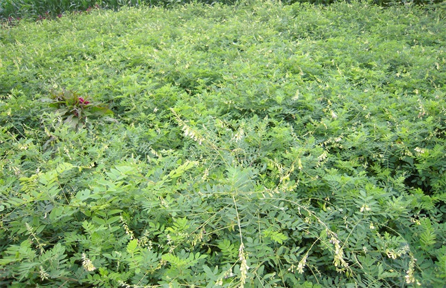 黄芪 种植效益 分析