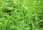 黄芪种植效益分析