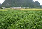 板蓝根种植效益分析
