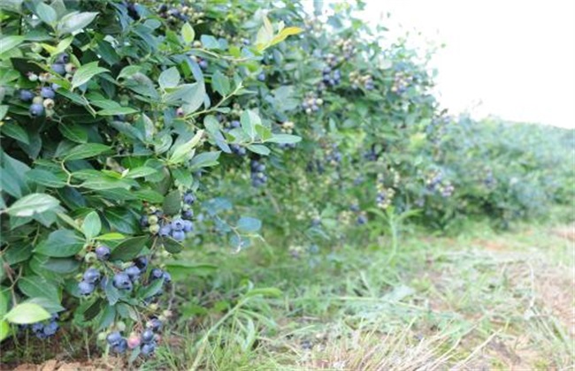 蓝莓 种植效益 分析