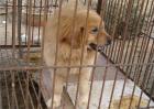 肉狗养殖效益分析
