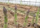 芦笋种植效益
