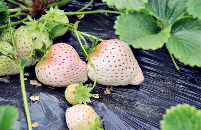 菠萝莓和白草莓区别