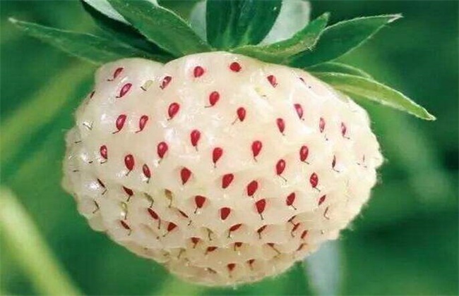 菠萝莓和白草莓区别
